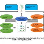 growth promoting bacteria