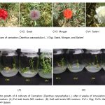 cultivors of carnation