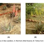 General view of Aloe vacillans