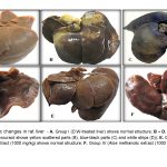 Aloe perryi extracts